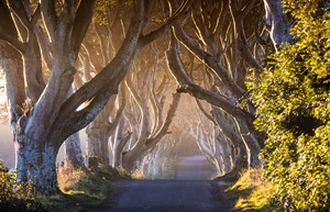 32293 Game of Thrones The Dark Hedges The Kingsroad